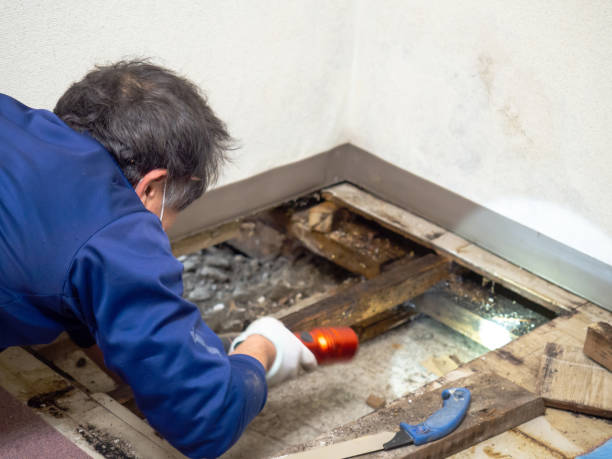 Best Local Mold Removal Service  in Rolesville, NC