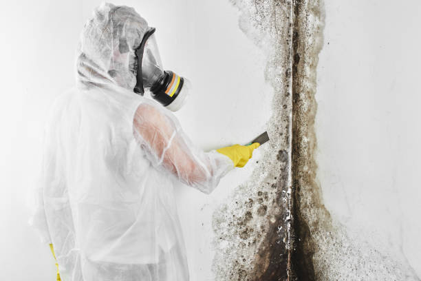 Best Same-Day Mold Removal  in Rolesville, NC
