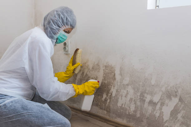 Best Mold Damage Repair  in Rolesville, NC