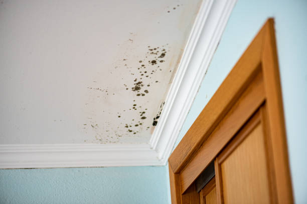 Best Mold Cleaning Services  in Rolesville, NC