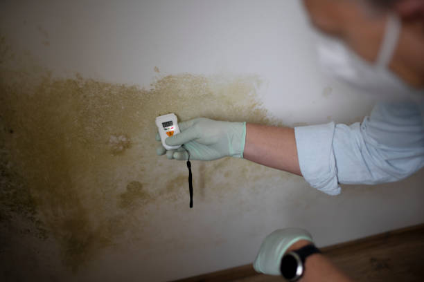 Best Professional Mold Removal  in Rolesville, NC