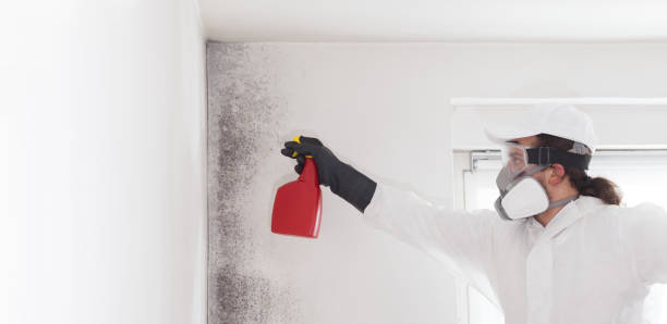 Best Mold Removal and Inspection  in Rolesville, NC
