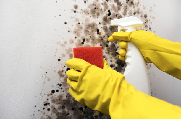 Best Mold Testing  in Rolesville, NC
