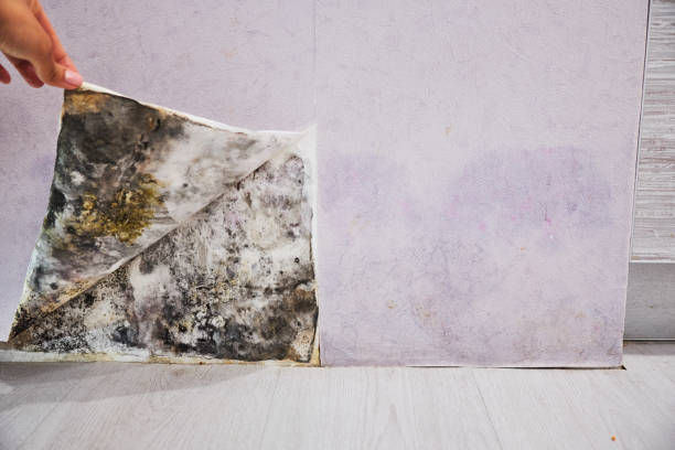 Best Residential Mold Removal  in Rolesville, NC